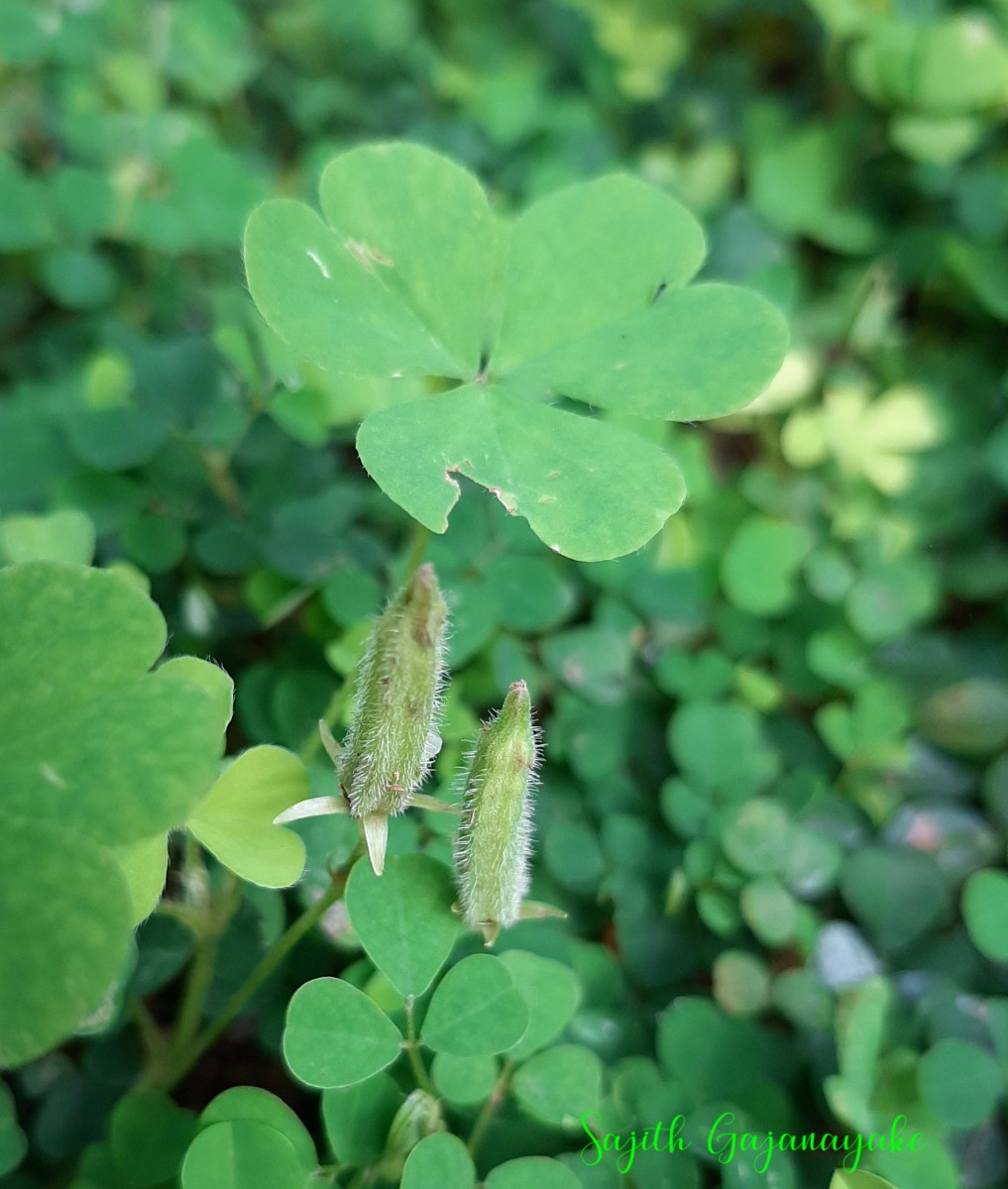 Oxalis corniculata L.